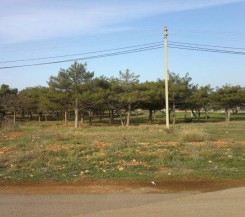 10 соток ИЖС в сосняке у моря! СРОЧНО!