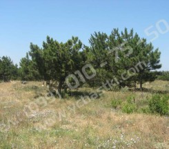 Участок на 5км ул. Арефьева ЖСТИЗ «Лесная поляна», 7 соток